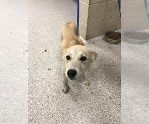 German Shepherd Dog-Unknown Mix Dogs for adoption in Conroe, TX, USA