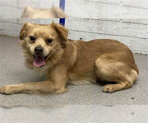 Chihuahua Dogs for adoption in San Bernardino, CA, USA