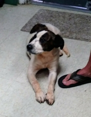 Saint Bernard Dogs for adoption in Clarkesville, GA, USA