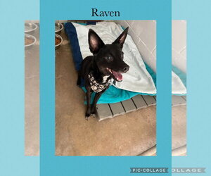 Mutt Dogs for adoption in Kewanee, IL, USA