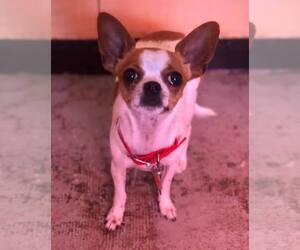 Chiweenie Dogs for adoption in Phoenix , AZ, USA