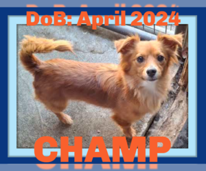Spaniel-Unknown Mix Dogs for adoption in Sebec, ME, USA