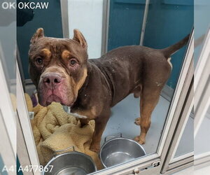American Pit Bull Terrier-Unknown Mix Dogs for adoption in Oklahoma City, OK, USA