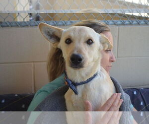 Mutt Dogs for adoption in McKinney, TX, USA