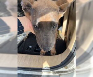 Mutt Dogs for adoption in Stockton, CA, USA
