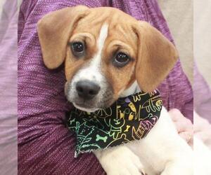 Jack-A-Bee Dogs for adoption in Garfield Heights, OH, USA