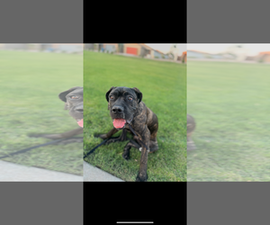 Mutt Dogs for adoption in Goodyear, AZ, USA