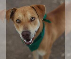Labrador Retriever-Unknown Mix Dogs for adoption in San Antonio, TX, USA