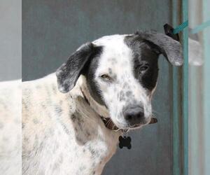 Border Collie-Unknown Mix Dogs for adoption in Albuquerque, NM, USA