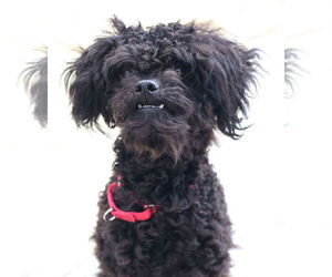 Mutt Dogs for adoption in Philadelphia, PA, USA