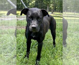 Bullboxer Pit Dogs for adoption in Sparta, TN, USA