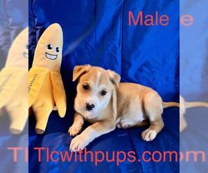 Labrador Retriever-Unknown Mix Dogs for adoption in Colton, CA, USA