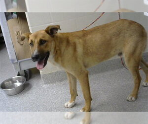 Carolina Dog-Unknown Mix Dogs for adoption in Pasadena, TX, USA