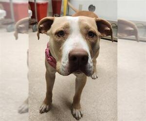 Staffordshire Bull Terrier Dogs for adoption in Bakersfield, CA, USA