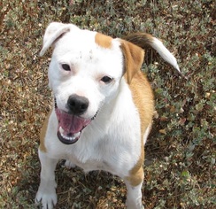 American Pit Bull Terrier-Unknown Mix Dogs for adoption in Chinook, MT, USA