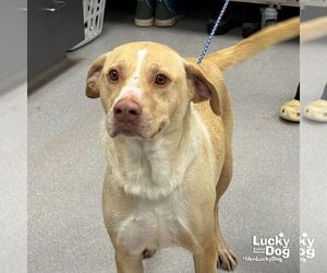 Labrador Retriever-Unknown Mix Dogs for adoption in Washington, DC, USA