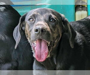 Mountain Cur-Unknown Mix Dogs for adoption in Anniston, AL, USA