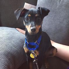 Miniature Pinscher Dogs for adoption in Redmond, WA, USA