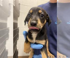 Rottweiler-Unknown Mix Dogs for adoption in Chula Vista, CA, USA