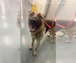 German Shepherd Dog Dogs for adoption in Baytown, TX, USA