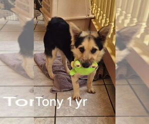 Pembroke Welsh Corgi-Unknown Mix Dogs for adoption in Virginia Beach, VA, USA