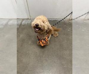 Poodle (Miniature)-Unknown Mix Dogs for adoption in Rosenberg, TX, USA
