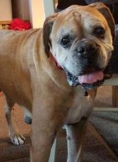 Boxer Dogs for adoption in Sistersville, WV, USA