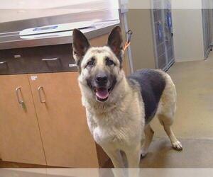 German Shepherd Dog Dogs for adoption in Sacramento, CA, USA