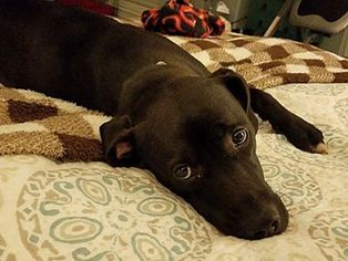 Medium Photo #1 Labrador Retriever-Unknown Mix Puppy For Sale in Hudson, CO, USA