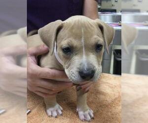American Pit Bull Terrier Dogs for adoption in Riverside, CA, USA