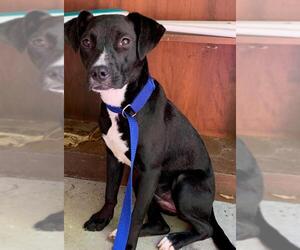 Labrador Retriever Dogs for adoption in Concord, NC, USA