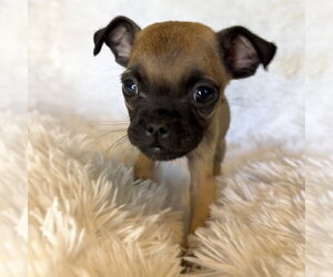 Pug-Unknown Mix Dogs for adoption in Chico, CA, USA