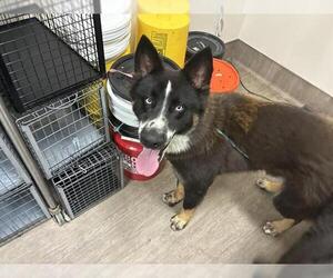 Siberian Husky-Unknown Mix Dogs for adoption in Pasadena, CA, USA