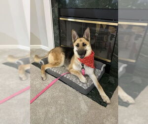 German Shepherd Dog Dogs for adoption in Fishers, IN, USA