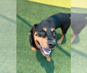 Rottweiler Dogs for adoption in Hillsboro, NH, USA
