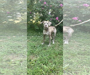 American Pit Bull Terrier-Unknown Mix Dogs for adoption in Germantown, OH, USA