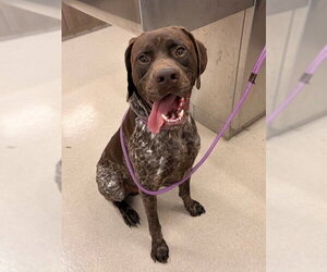 German Shorthaired Pointer-Unknown Mix Dogs for adoption in Baytown, TX, USA