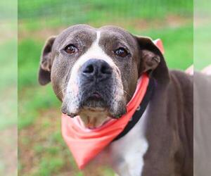 American Staffordshire Terrier-Unknown Mix Dogs for adoption in San Antonio, TX, USA