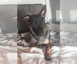 Mutt Dogs for adoption in Imlay City, MI, USA