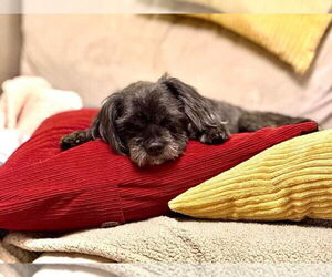 Shih Tzu-Unknown Mix Dogs for adoption in Huguenot, NY, USA