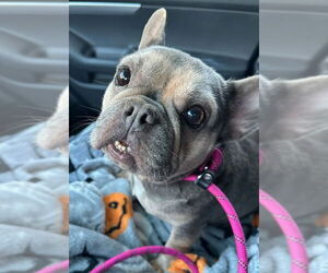 French Bulldog Dogs for adoption in Olalla, WA, USA