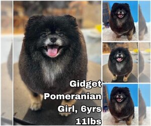 Pomeranian Dogs for adoption in Seattle, WA, USA