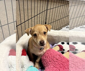 Chihuahua-Unknown Mix Dogs for adoption in Sanford, FL, USA