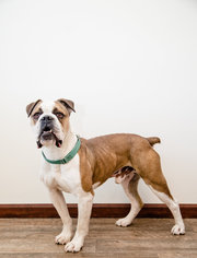 Medium Photo #1 Bulldog Puppy For Sale in St. Bonifacius, MN, USA