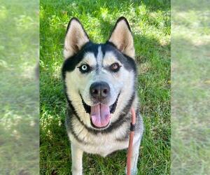 Alusky Dogs for adoption in Sacramento, CA, USA