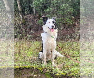 Border Collie-Unknown Mix Dogs for adoption in Paso Robles, CA, USA