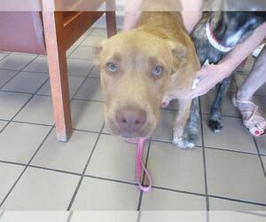 German Shepherd Dog-Unknown Mix Dogs for adoption in Ocala, FL, USA