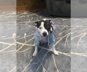 Mutt Dogs for adoption in Catasauqua, PA, USA