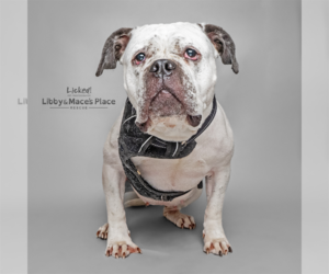 American Bulldog-Unknown Mix Dogs for adoption in Mount Pleasant, SC, USA