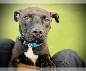 American Pit Bull Terrier Dogs for adoption in Orlando, FL, USA